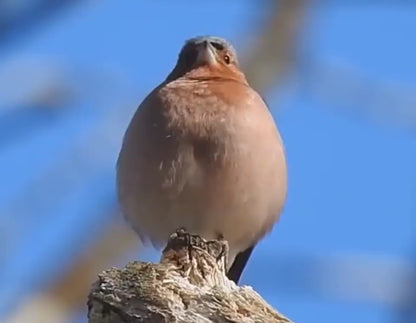 ساعة تايم بيرد الإلكترونية الذكية متعددة الوظائف
